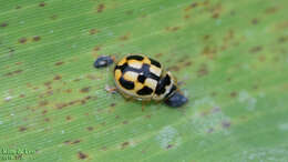 Image of Propylea japonica (Thunberg 1781)