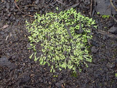 Image of Riccia multifida (Steph.) Steph.