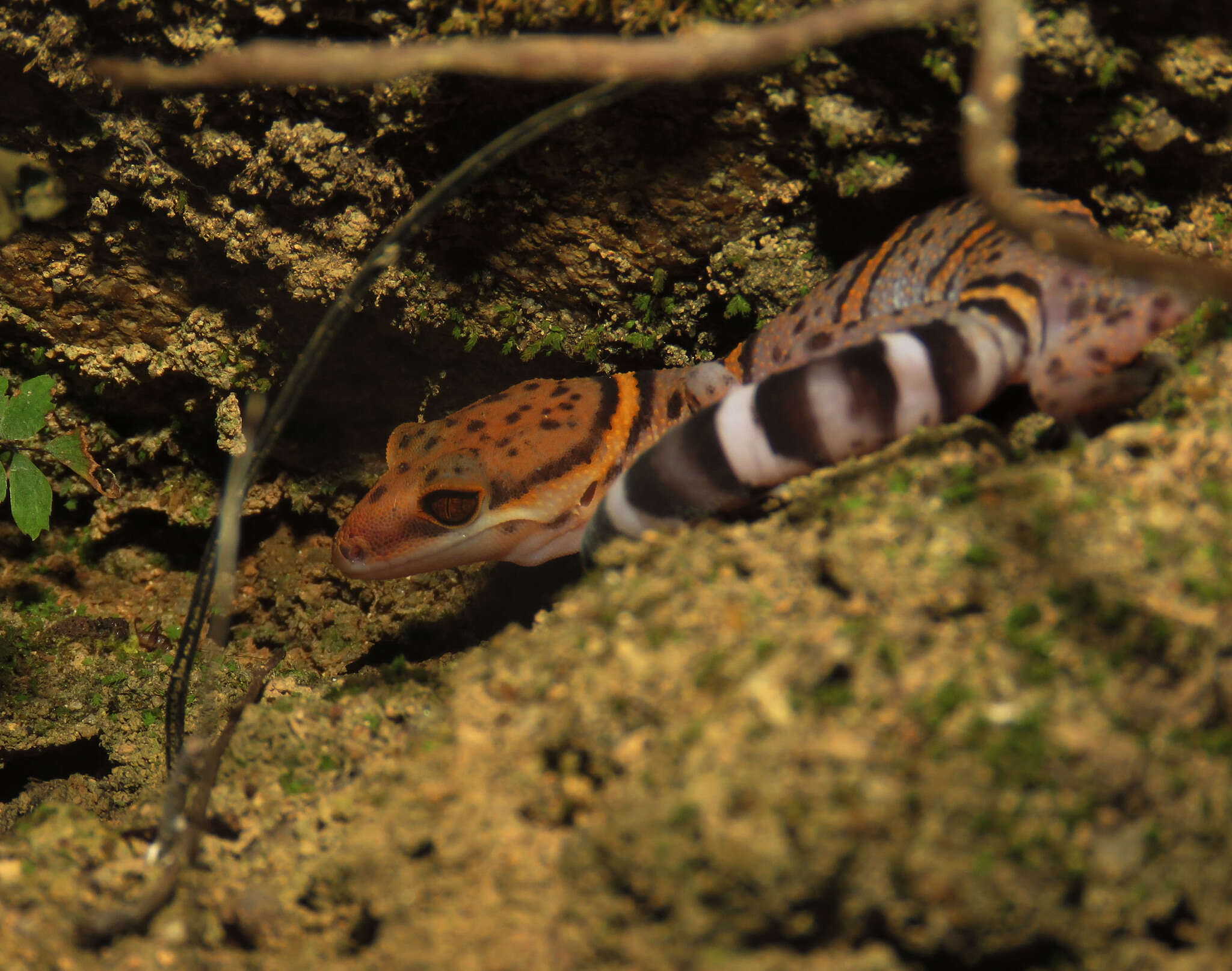 Image of Goniurosaurus bawanglingensis Grismer, Haitao, Orlov & Anajeva 2002