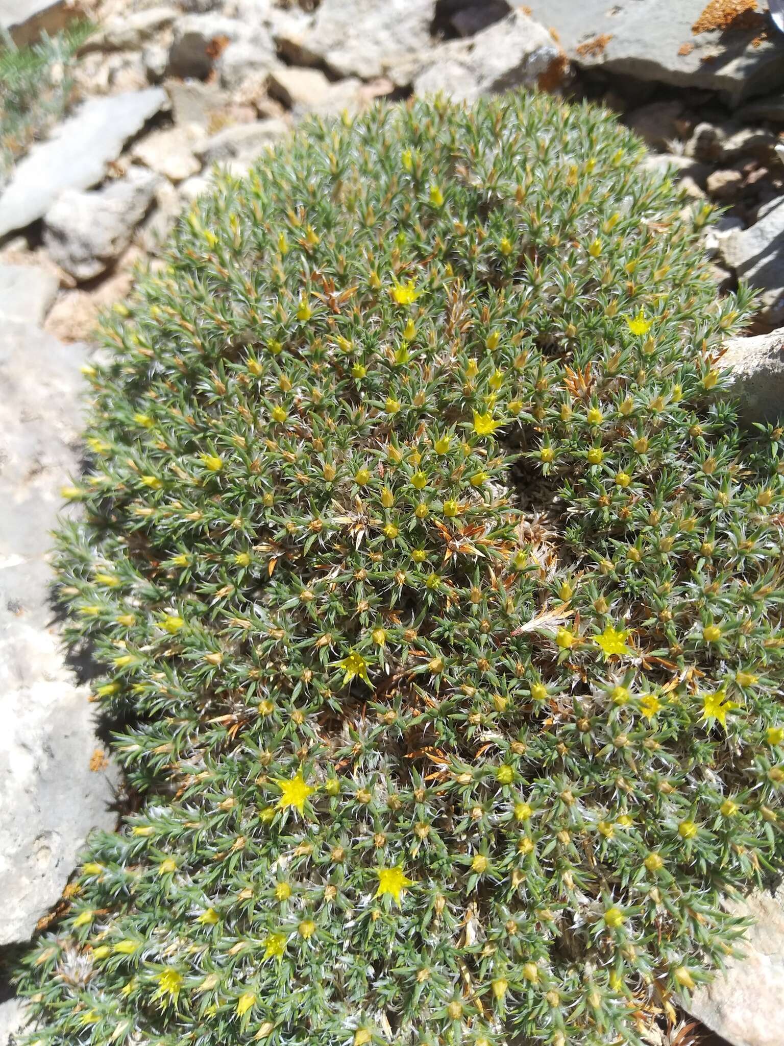 Image of creeping nailwort