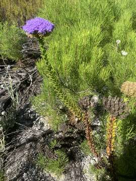 Image of Pseudoselago pulchra O. M. Hilliard