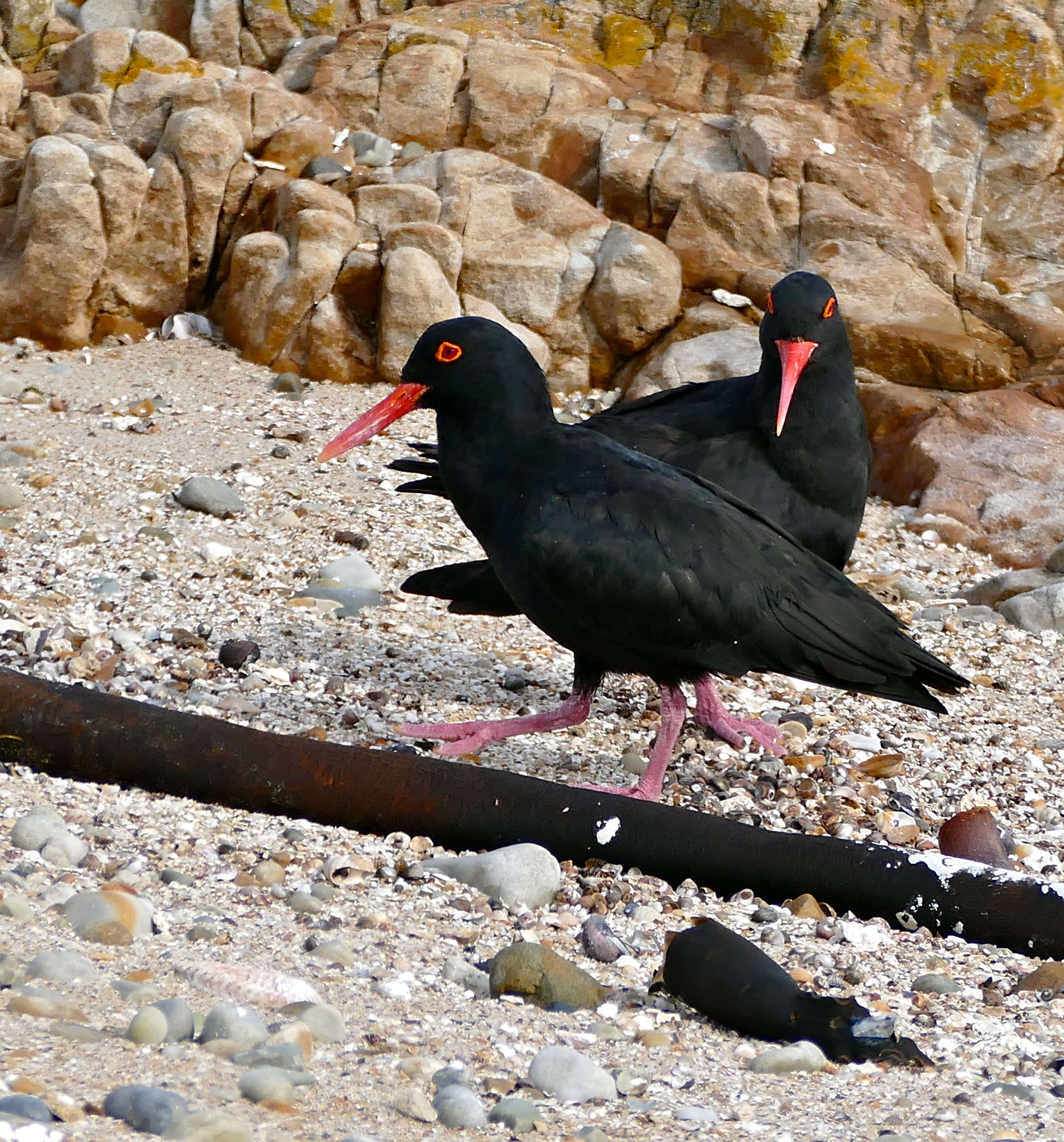 Image of African Black Oystercatcher