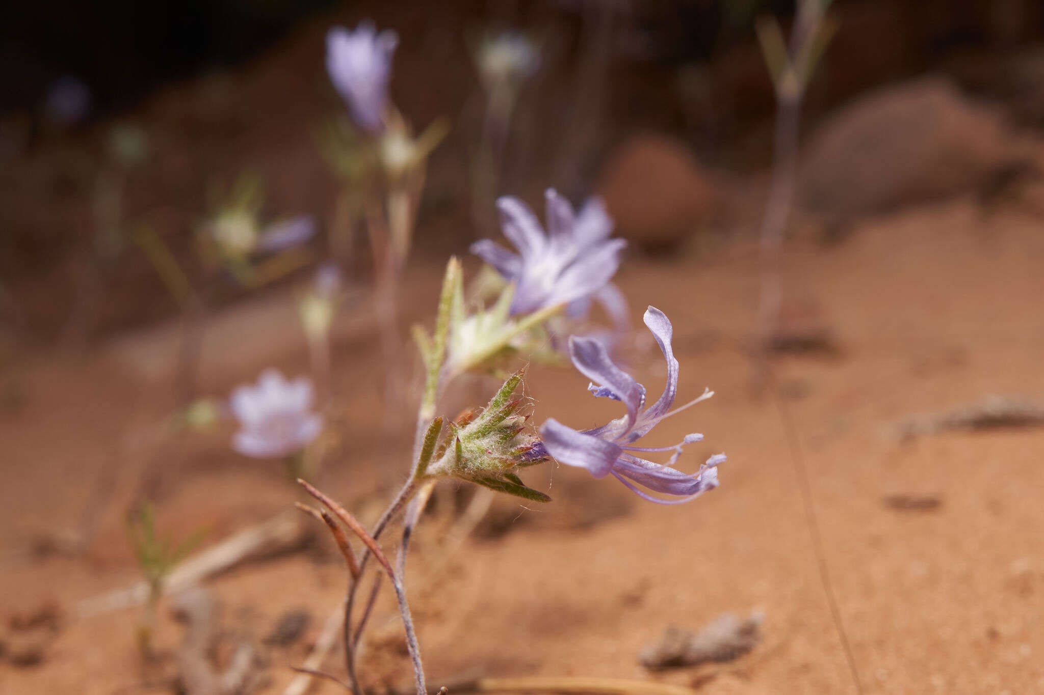 Imagem de Eriastrum eremicum subsp. zionis (T. T. Craig) S. J. De Groot