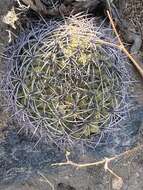 Image of Gymnocalycium saglionis (F. Cels) Britton & Rose