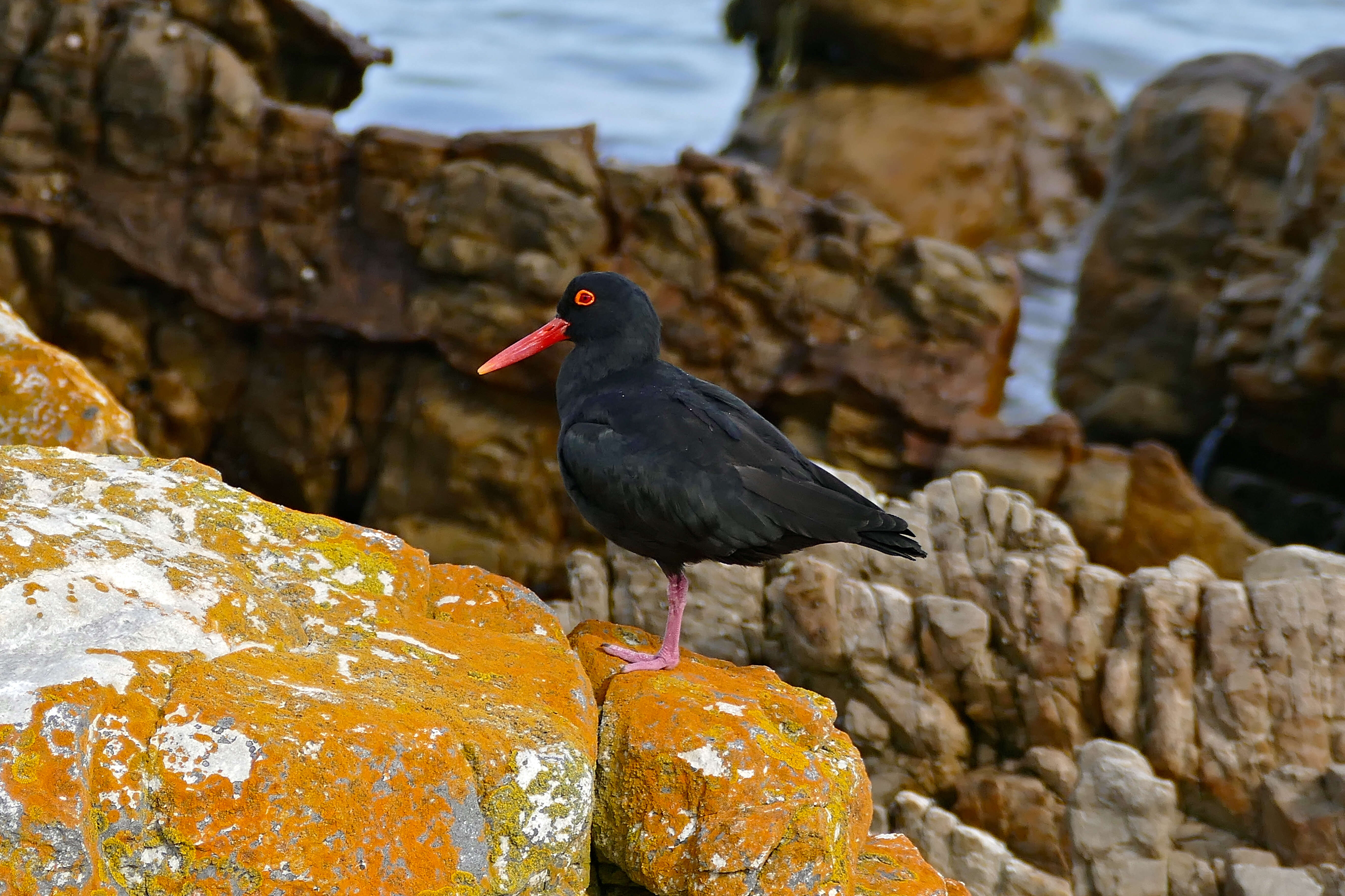 Image of African Black Oystercatcher