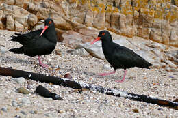 Image of African Black Oystercatcher