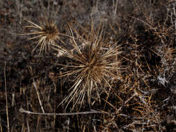 Image of Echinops polyceras Boiss.