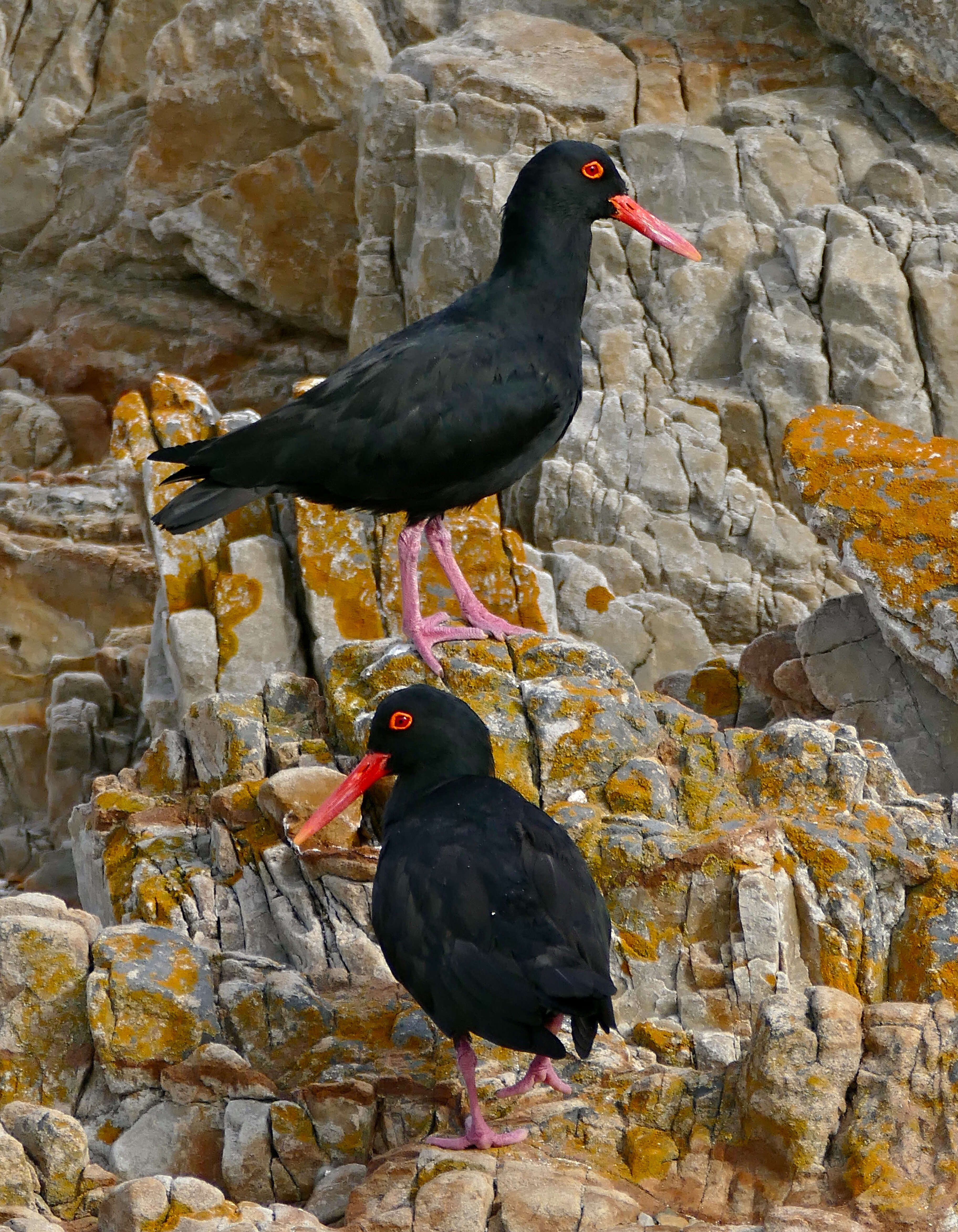 Image of African Black Oystercatcher