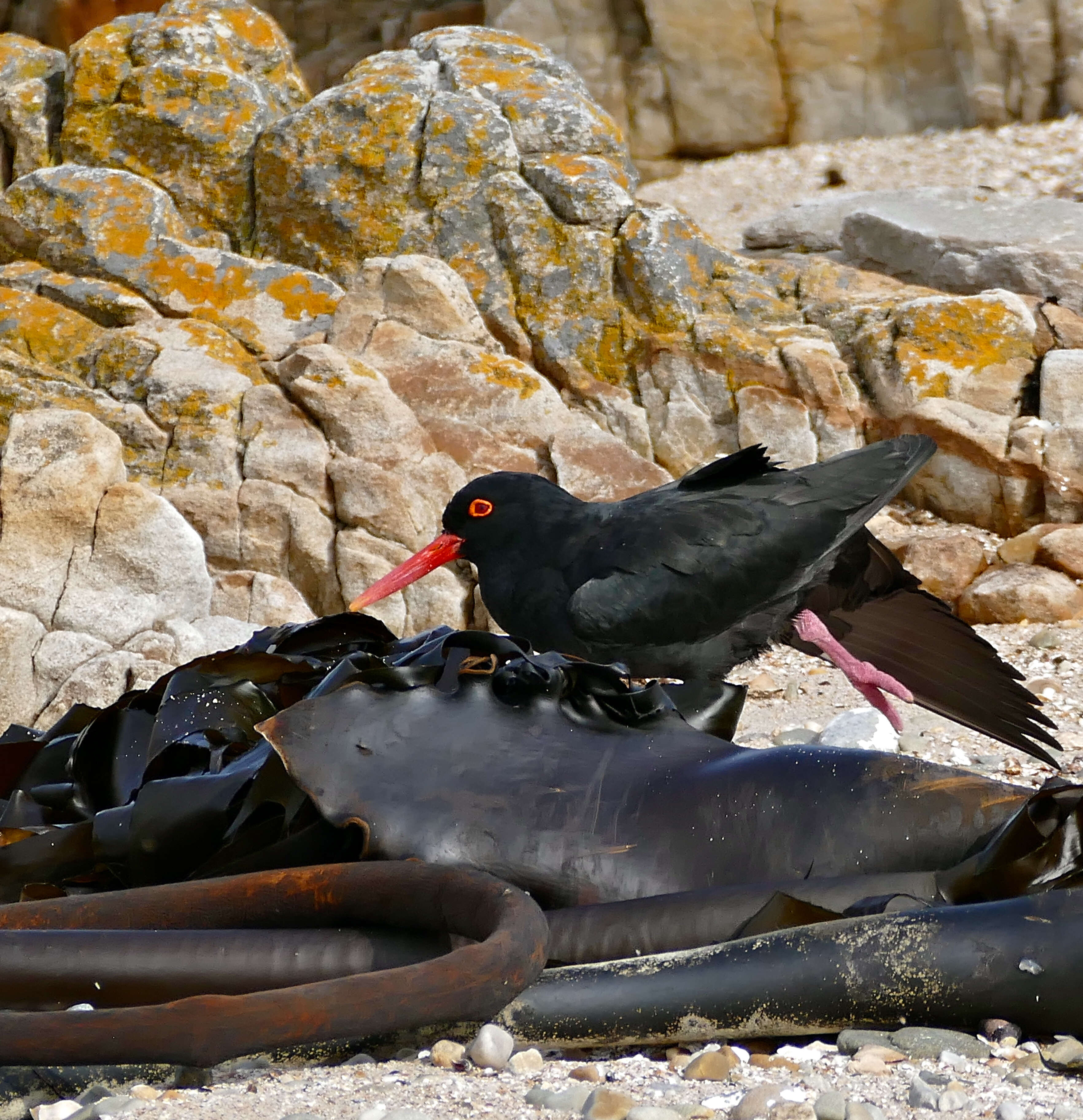 Image of African Black Oystercatcher