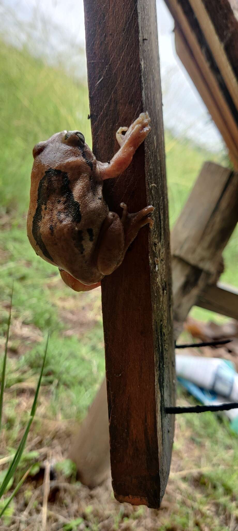 Image of Mozambique tree frog