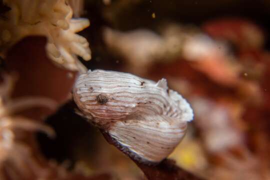 Image of Slimy snailfish