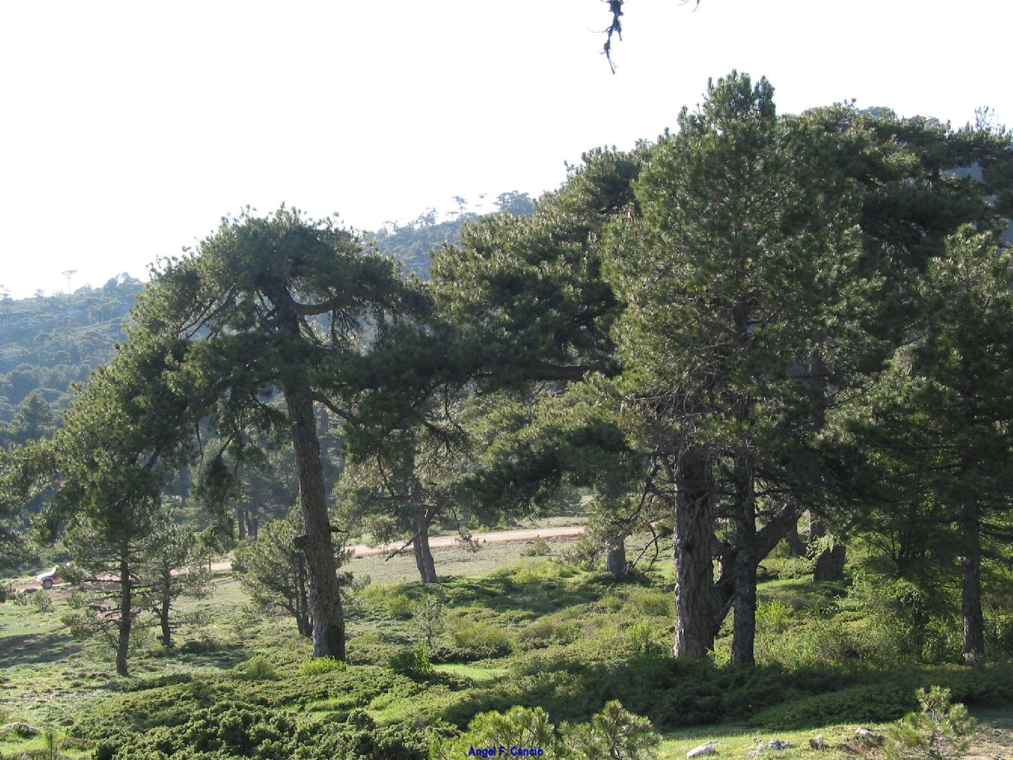 Image of Pinus nigra subsp. salzmannii (Dunal) Franco