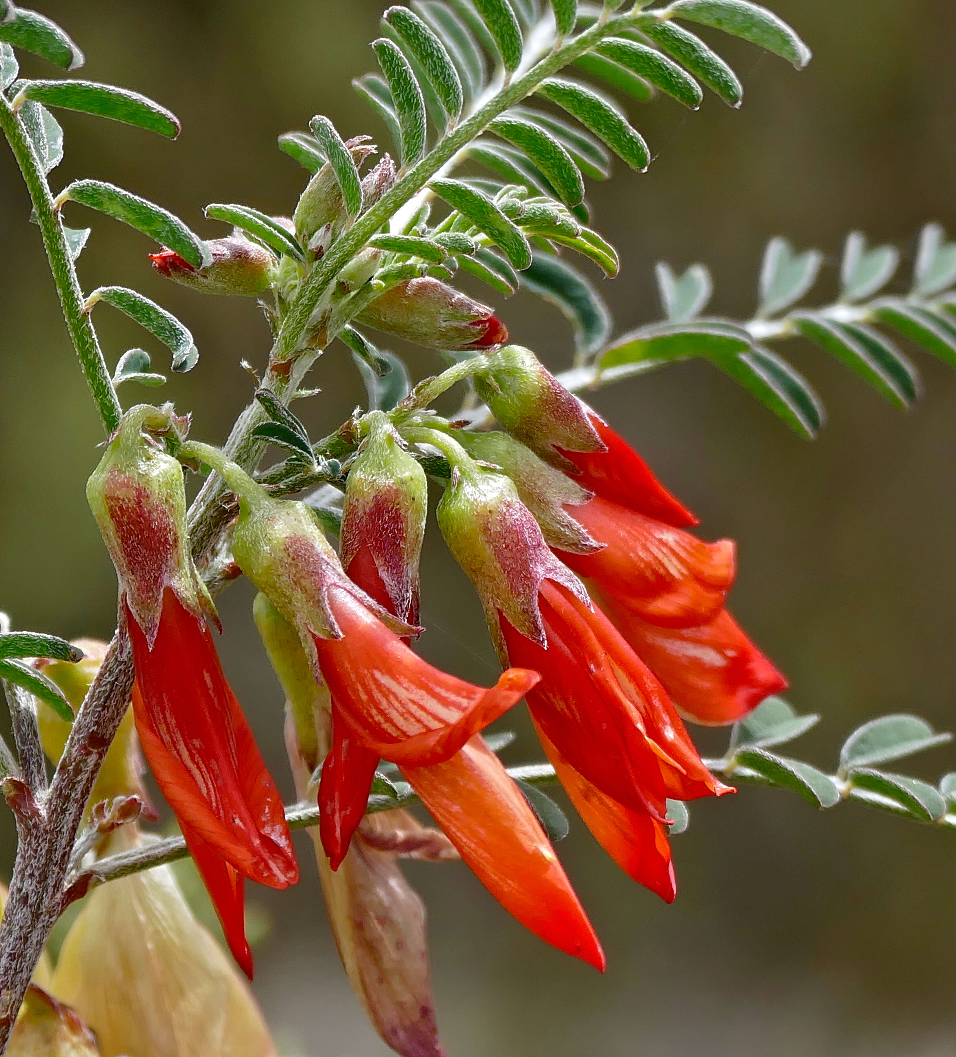 Imagem de Lessertia frutescens