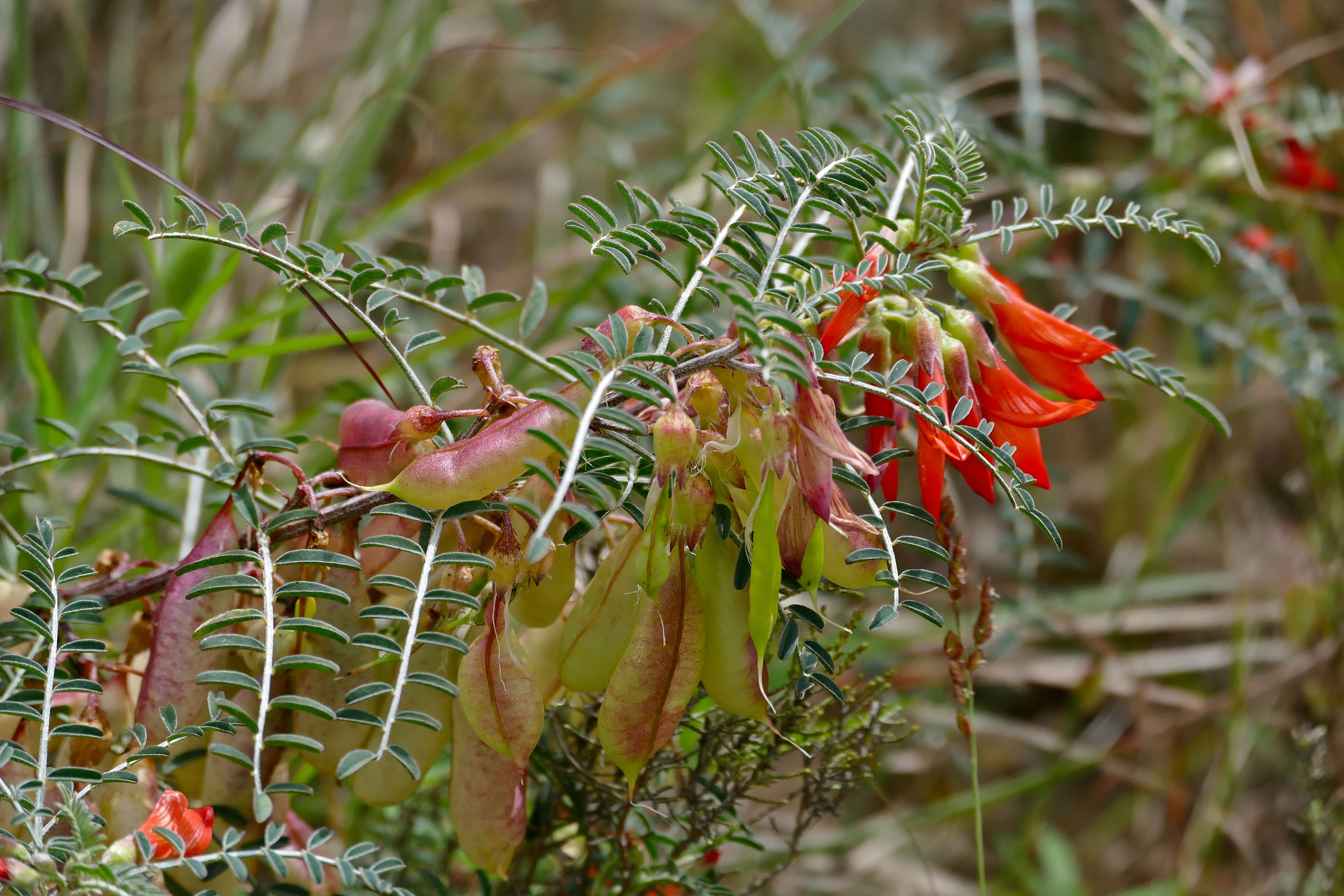 Image of Lessertia frutescens