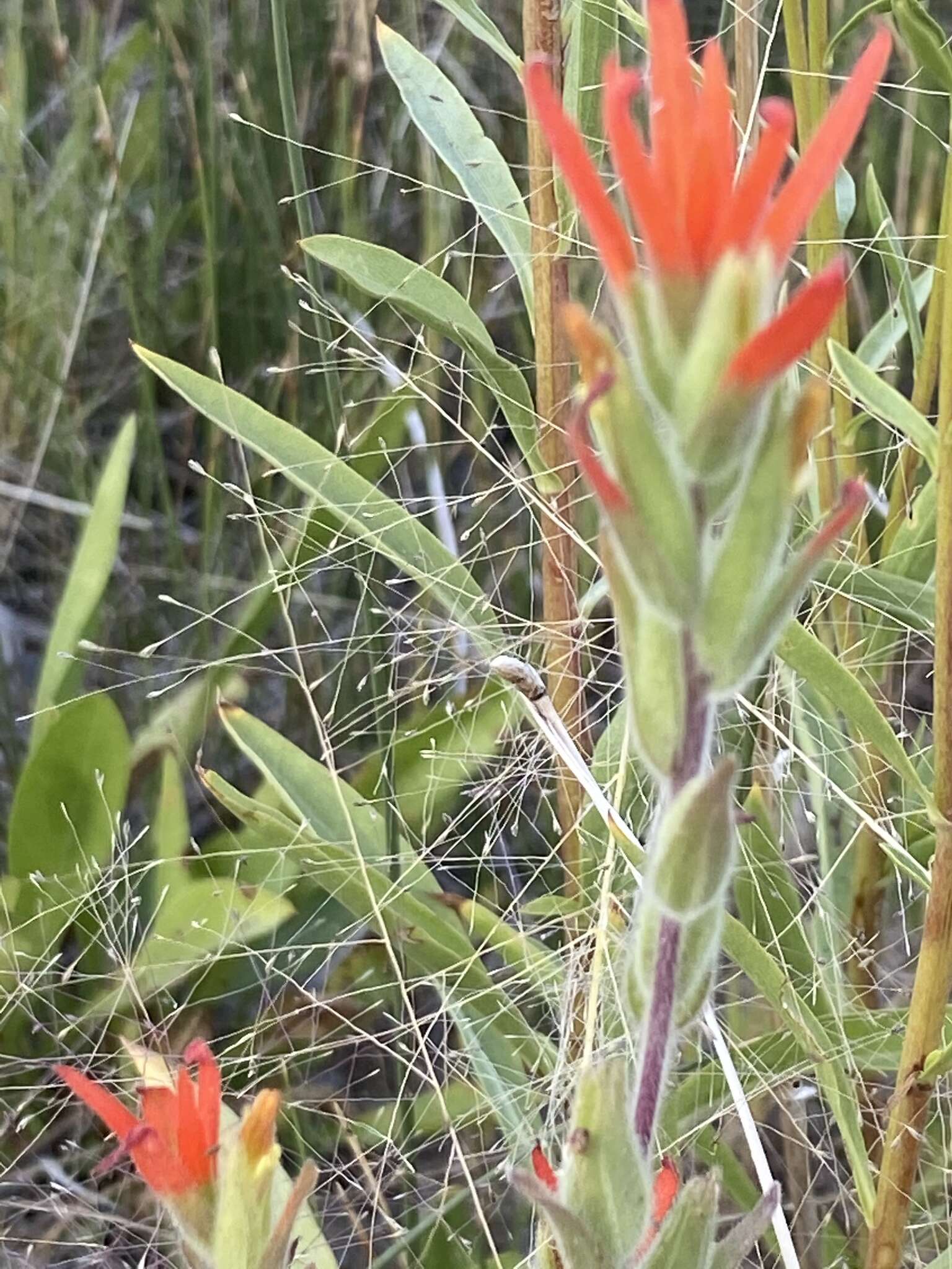 Image of Castilleja minor var. exilis (A. Nelson) J. M. Egger