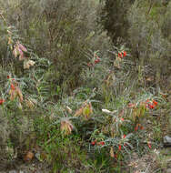 Imagem de Lessertia frutescens