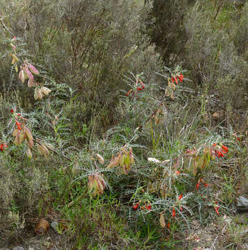 Image of Lessertia frutescens