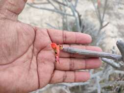 Image of Euphorbia ceroderma I. M. Johnst.