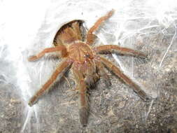 Image of Orange Baboon Tarantula