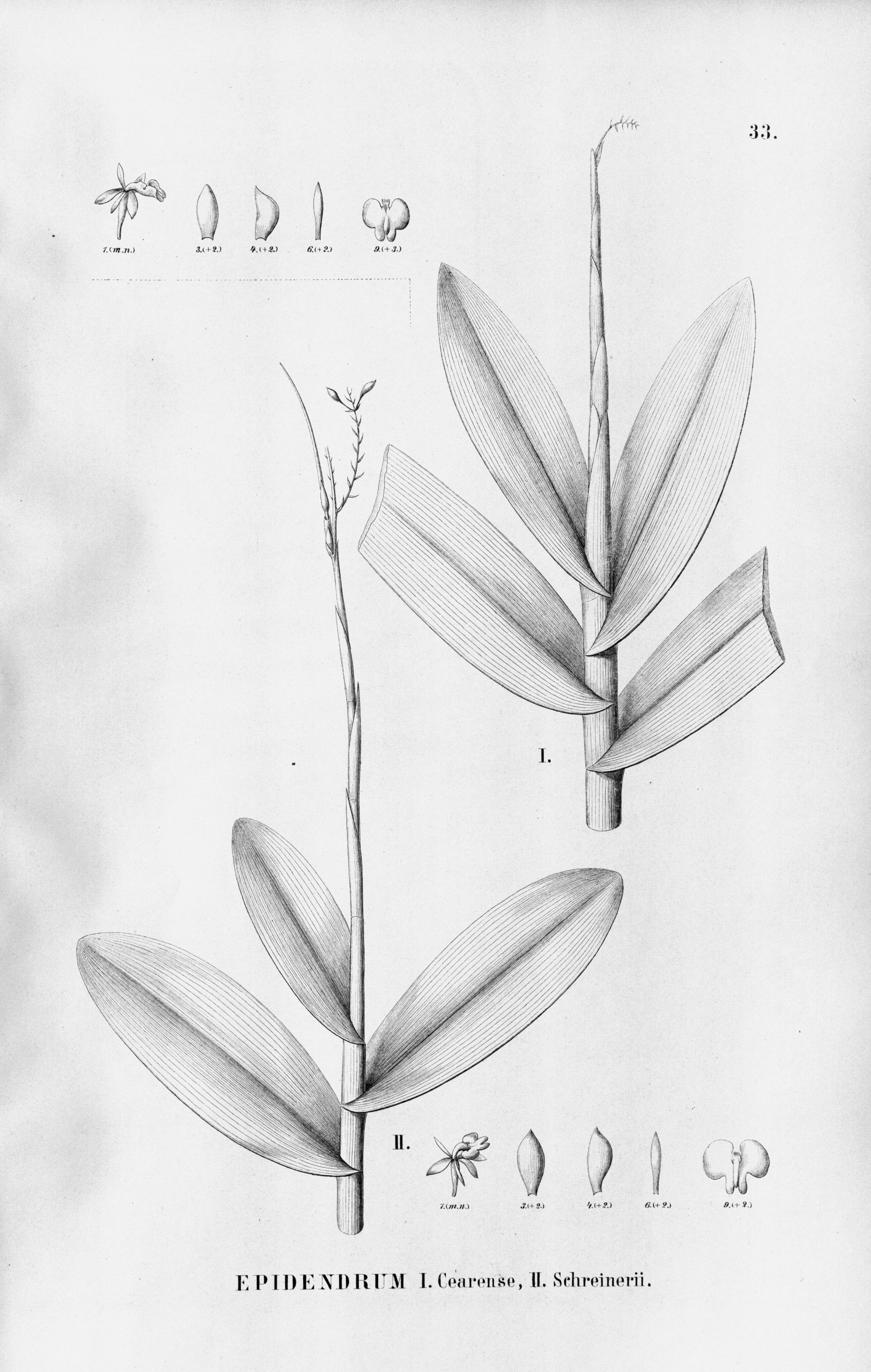 Plancia ëd Epidendrum anceps Jacq.