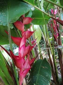 Image of Heliconia bourgaeana Petersen