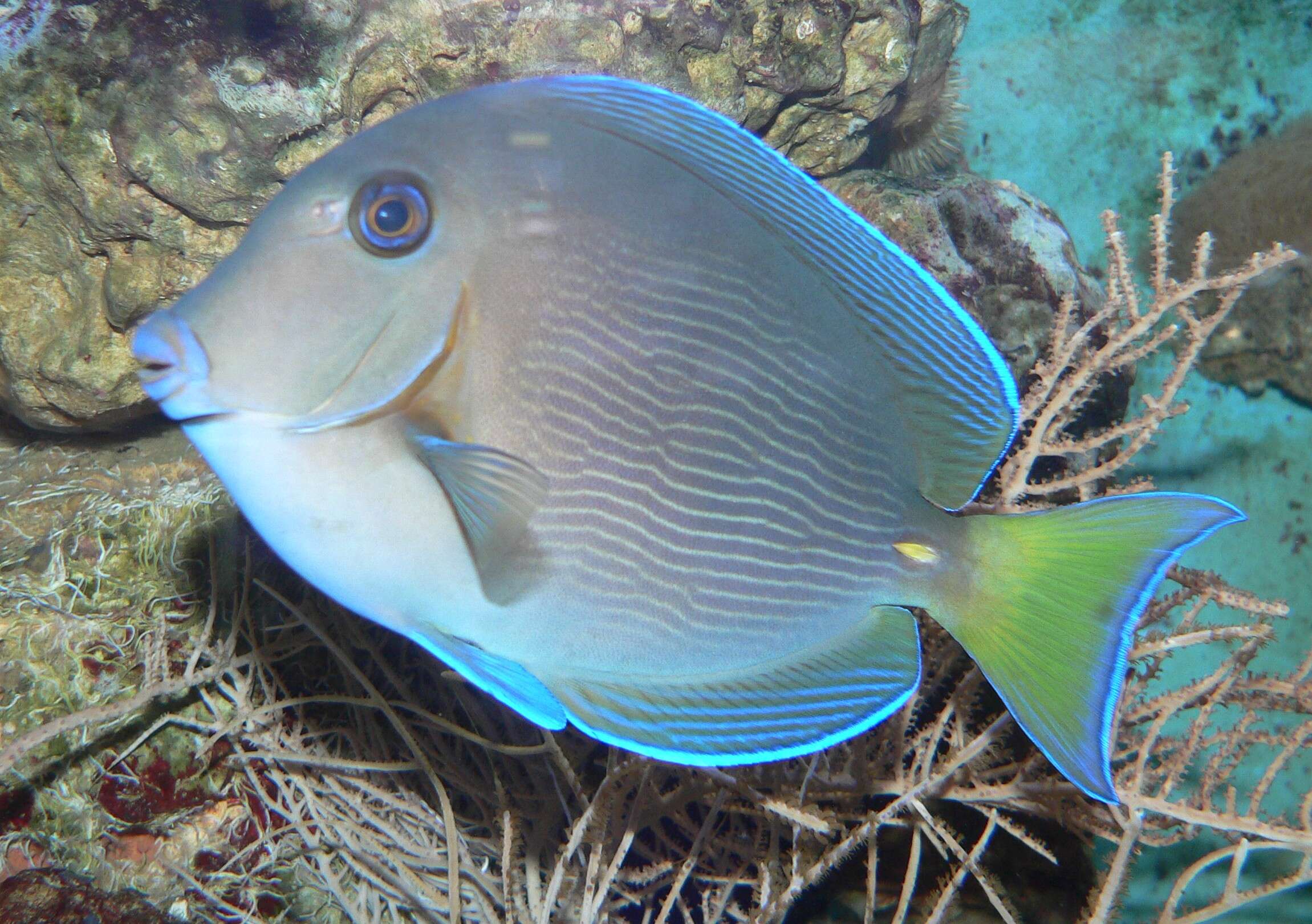 Image of Black Surgeonfish