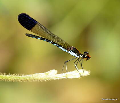 Image of Calocypha Fraser 1928