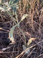 Imagem de Eryngium vaseyi Coult. & N. E. Rose