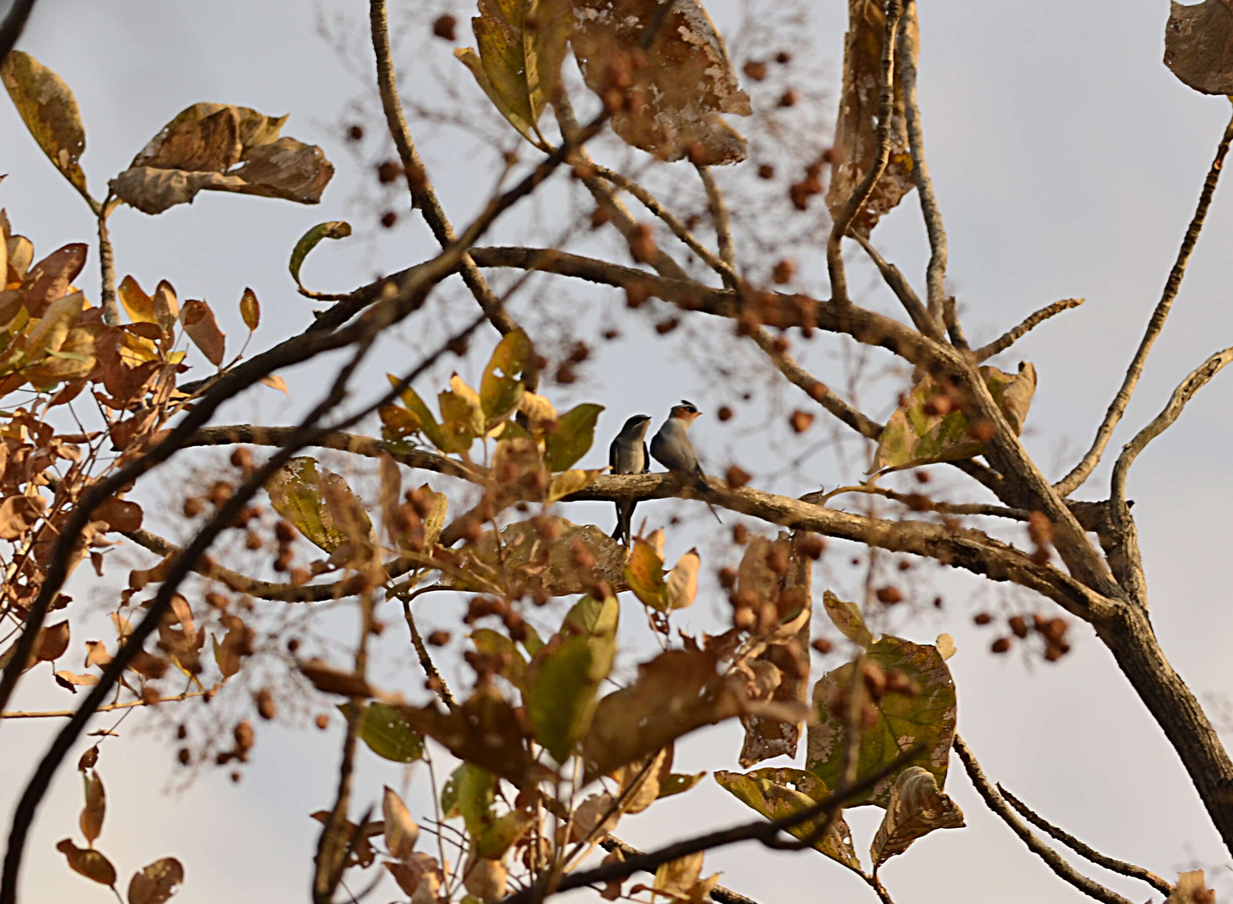 Image of Crested Treeswift