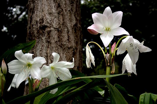 Image of Crinum moorei Hook. fil.