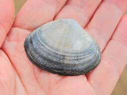 Image of rayed trough clam