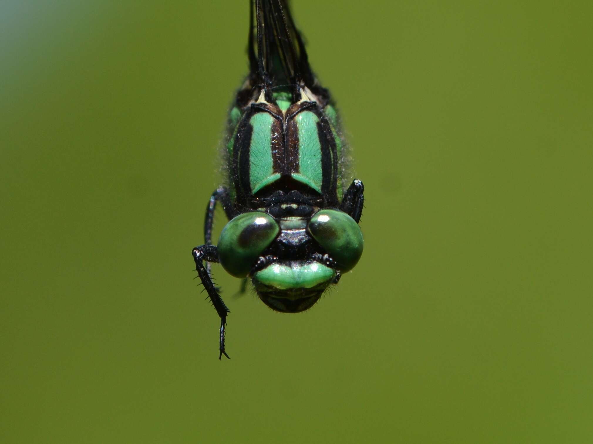 صورة Ophiogomphus anomalus Harvey 1898