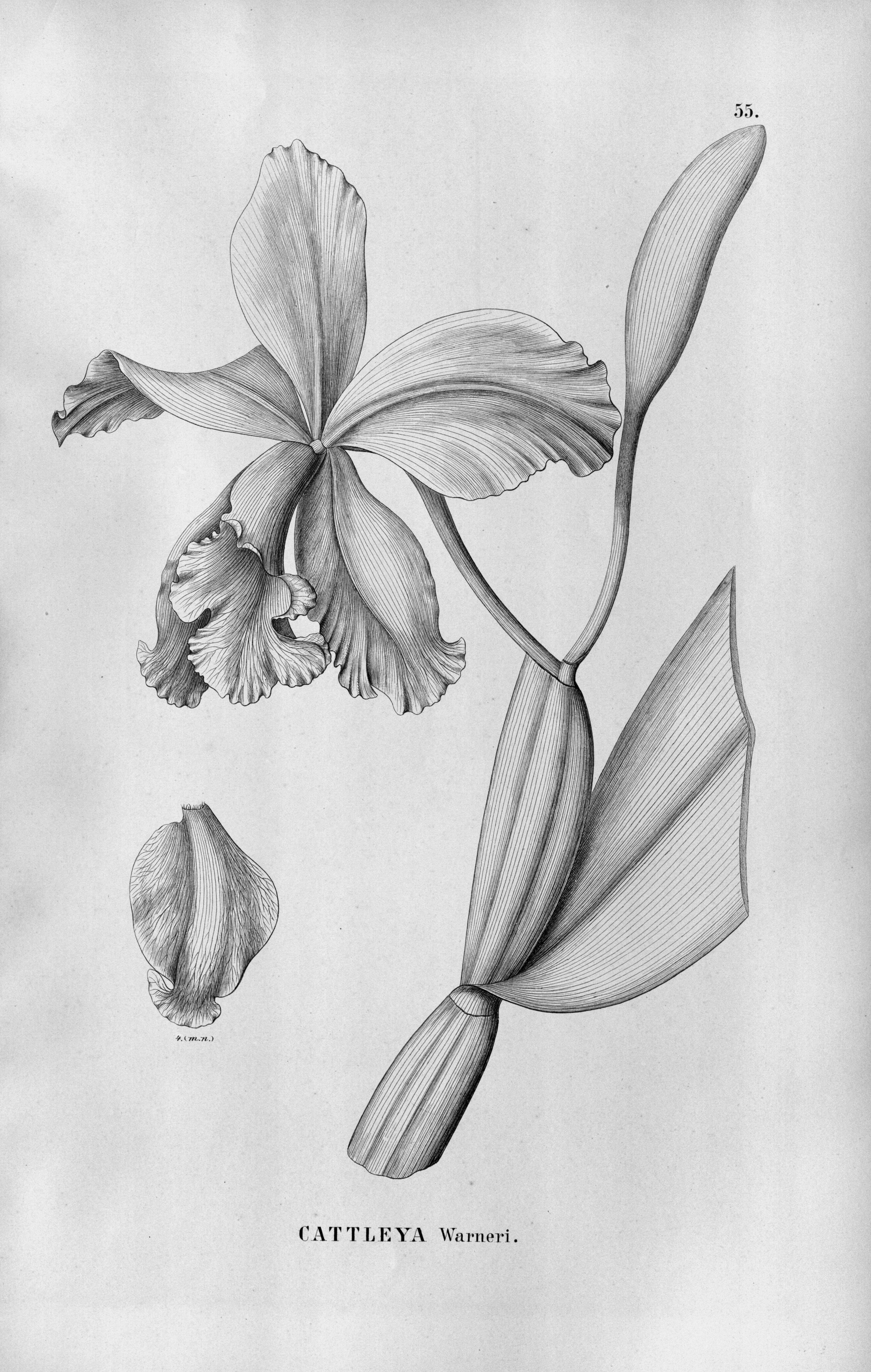 Image of Warner's Cattleya