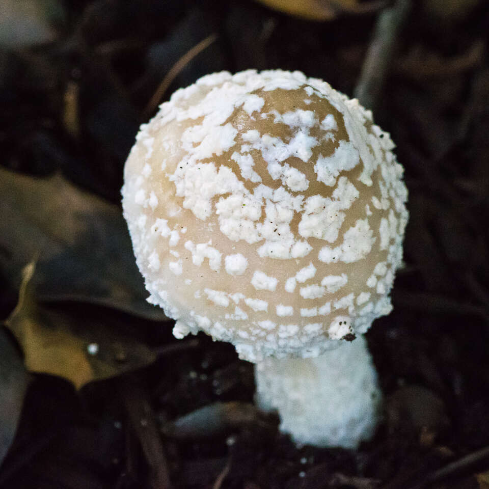 صورة Amanita multisquamosa Peck 1901