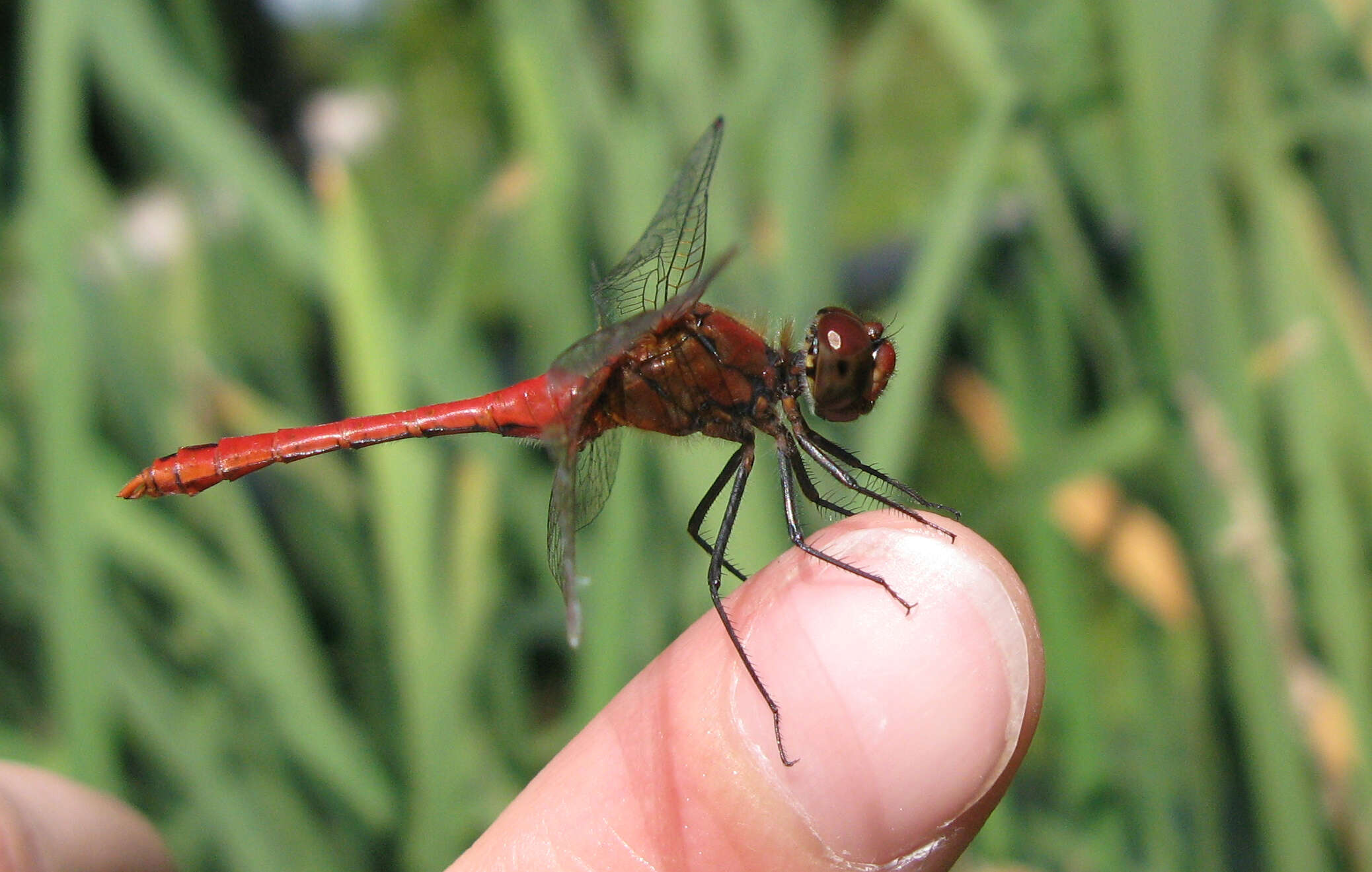 Image of Ruddy Darter