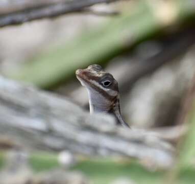 Image of Cave Anole