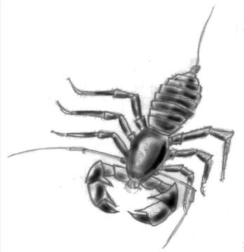 Image of Mastigoproctus colombianus Mello-Leitão 1940