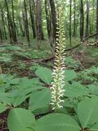 Imagem de Aesculus parviflora Walt.