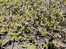 Imagem de Drosanthemum marinum L. Bol.