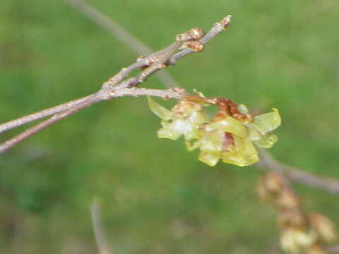 Image de Chimonanthus praecox (L.) Link