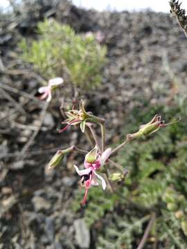 Image of Pelargonium laxum (Sweet) G. Don