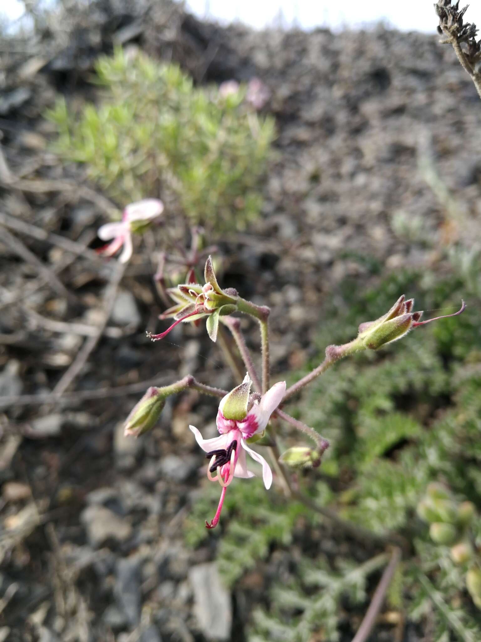 Image of Pelargonium laxum (Sweet) G. Don