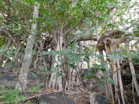 Ficus cotinifolia Kunth的圖片