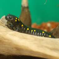 Слика од Ambystoma maculatum (Shaw 1802)