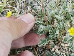 Image of silky cinquefoil