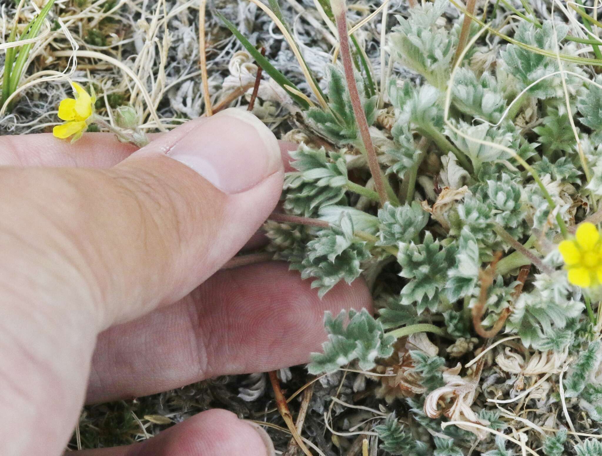 Image of silky cinquefoil