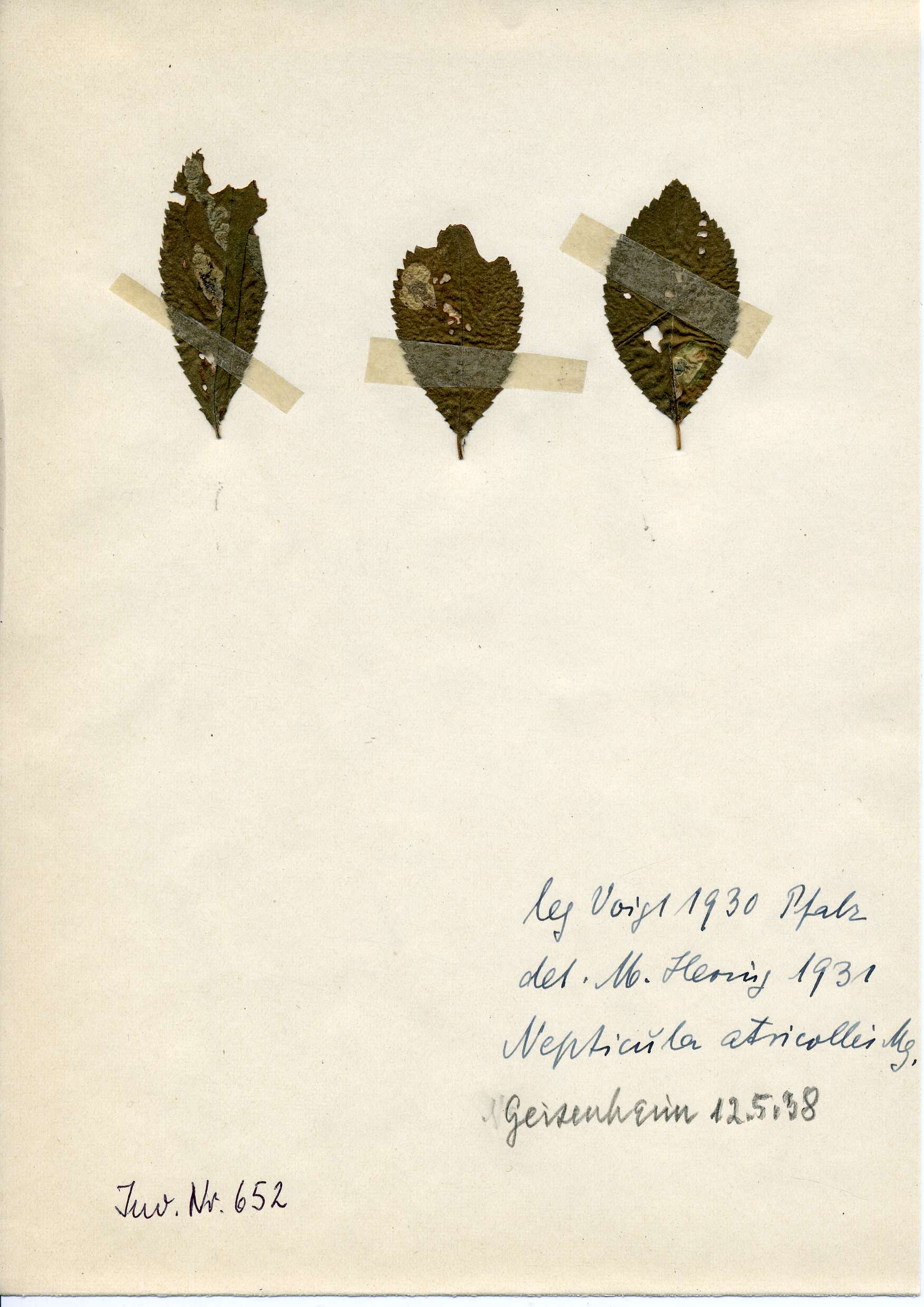 صورة Ectoedemia atricollis (Stainton 1857) Bradley et al. 1972