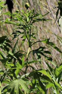 Imagem de Tithonia diversifolia (Hemsl.) A. Gray