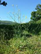 Image of Indian hedgemustard