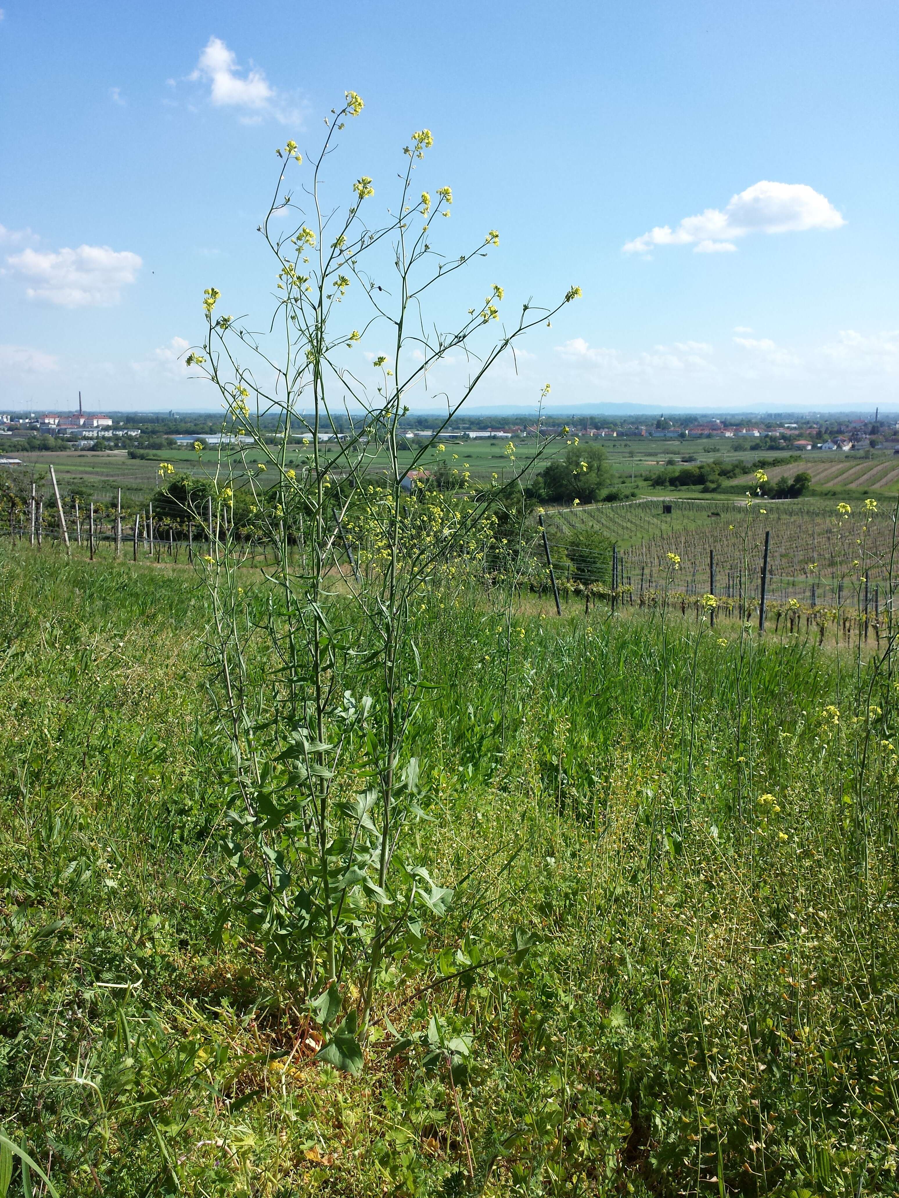 Image of Indian hedgemustard